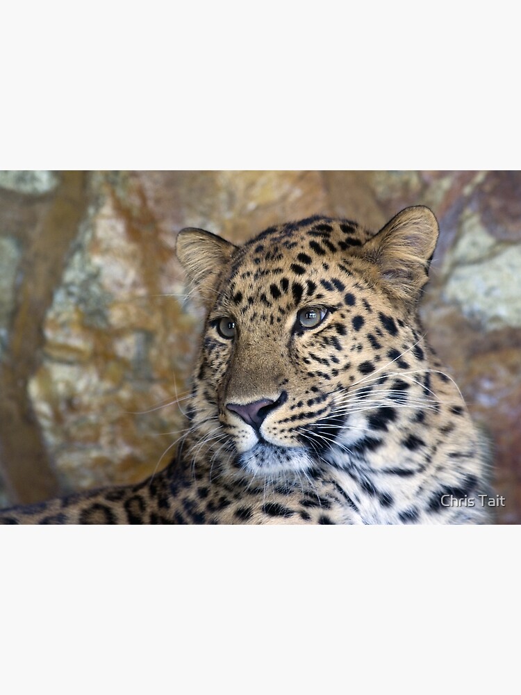 leopard by christait