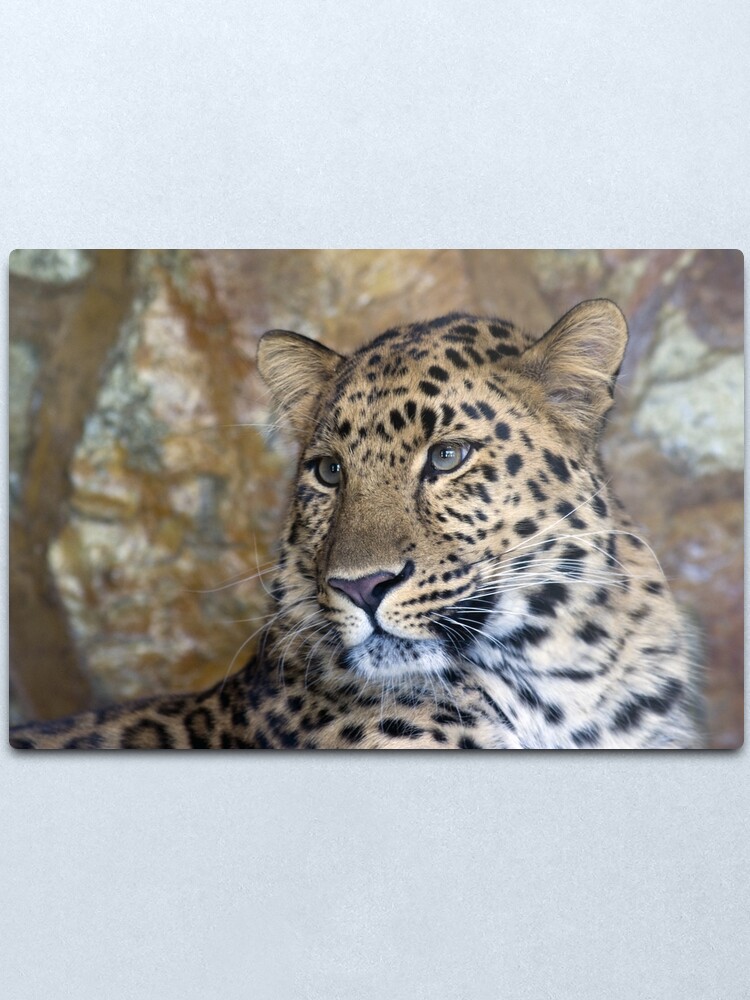 Alternate view of leopard Metal Print