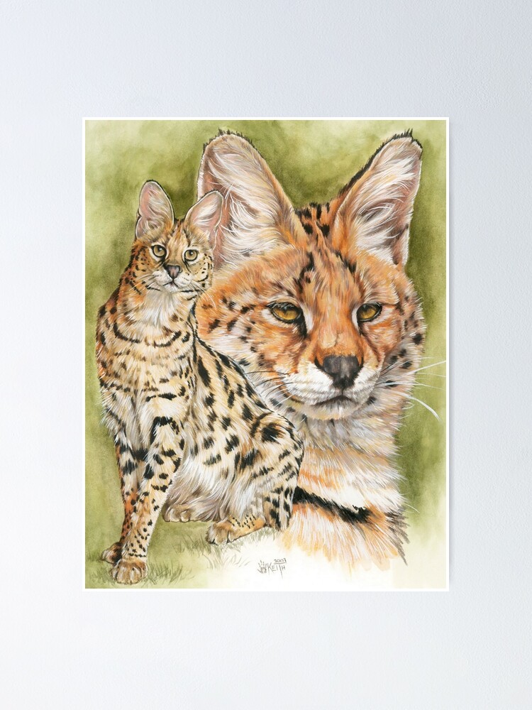 Wild Cats Rocky The Serval Rocky The Serval