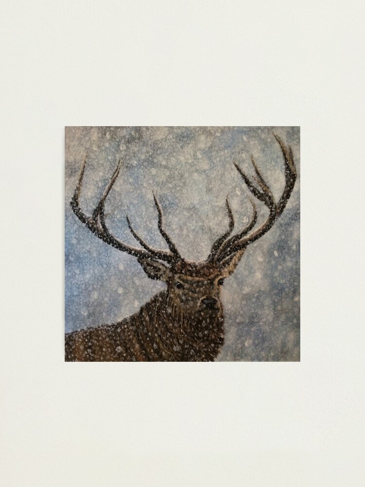Alternate view of Not Afraid of the Snow - Stag in Snow - Wall Art Photographic Print