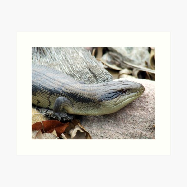 Item preview, Bluetongue designed and sold by Paul Todd.