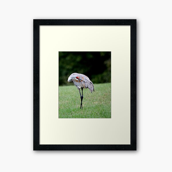 Item preview, Sandhill Crane Grooming designed and sold by Renee Blake.