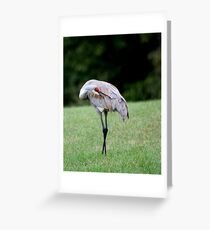 Sandhill Crane Grooming Greeting Card