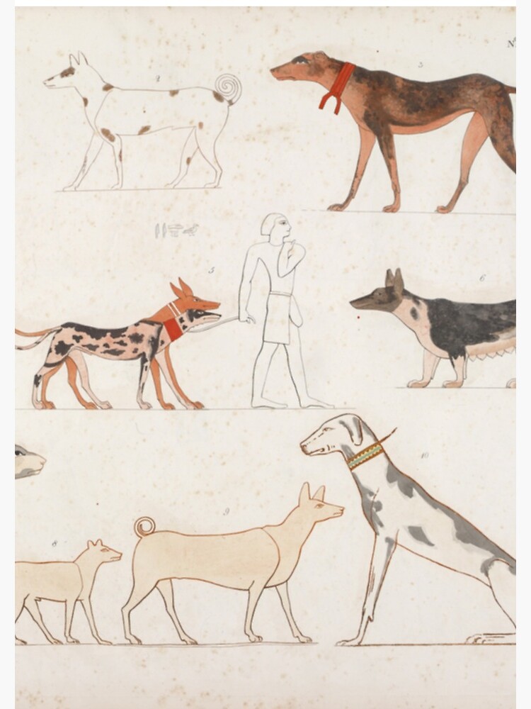 Basenji The Pharaoh Hound Basenji Ancient Egyptian Dog Basenji Dog