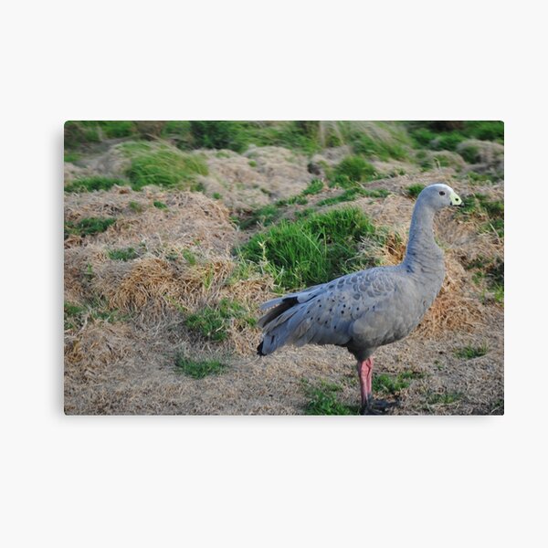 Item preview, Cape Barren Goose, Phillip Island designed and sold by BockSmith.