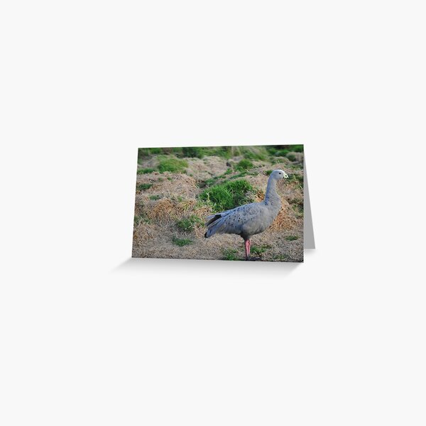 Item preview, Cape Barren Goose, Phillip Island designed and sold by BockSmith.