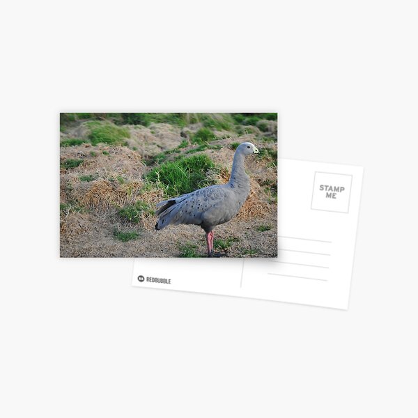 Item preview, Cape Barren Goose, Phillip Island designed and sold by BockSmith.