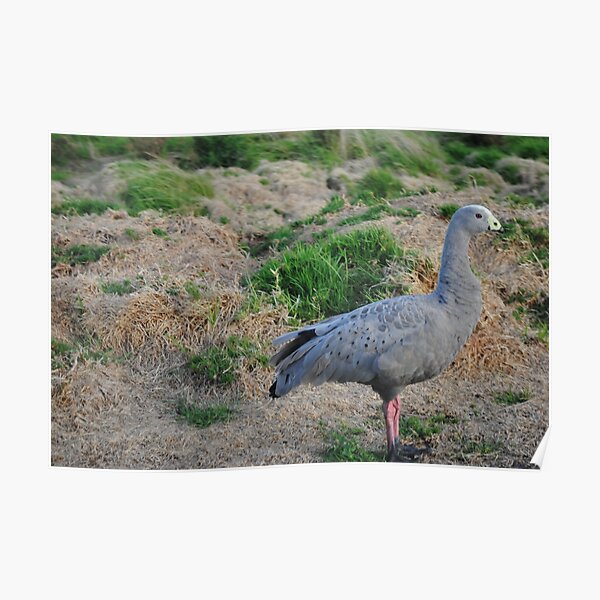 Cape Barren Goose, Phillip Island Poster