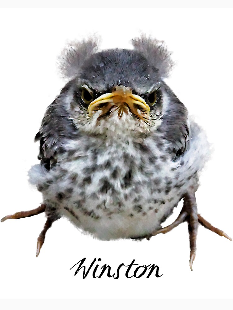 Thumbnail 7 of 7, Classic T-Shirt, Winston - the Original Angry Bird designed and sold by Warren Paul Harris.