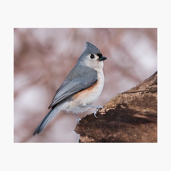Tufted Titmouse Photographic Print