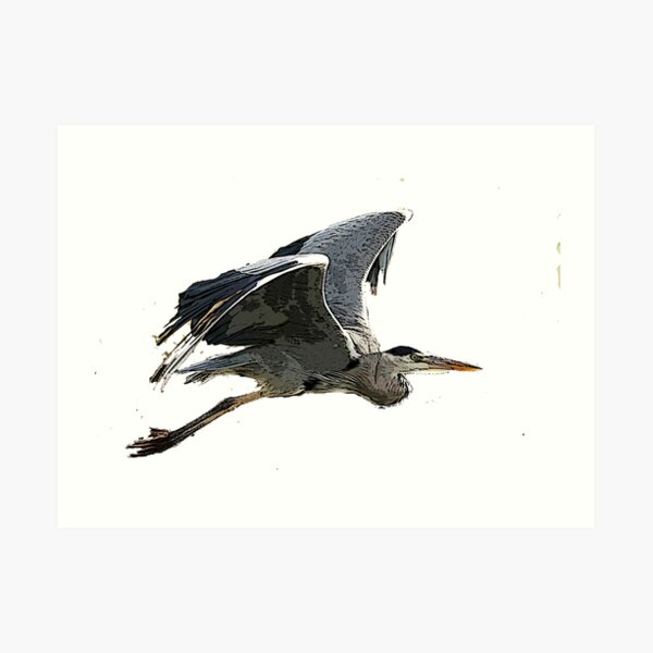 Heron In Flight Art Print