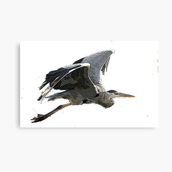 Heron In Flight Metal Print