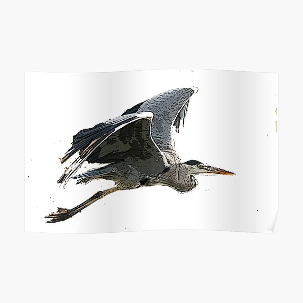 Heron In Flight Poster