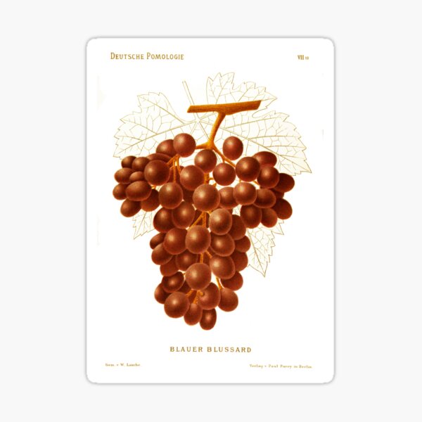 Item preview, Deutsche Pomologie Grapes lithograph designed and sold by simpson92.
