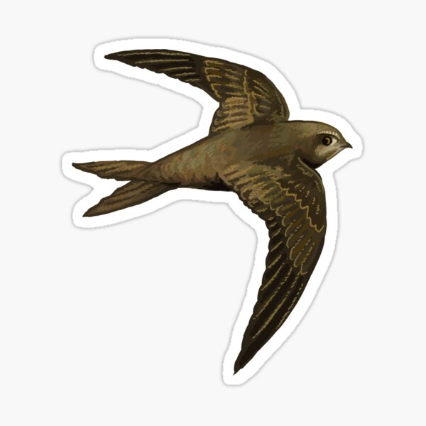 Swift Stickers for Sale