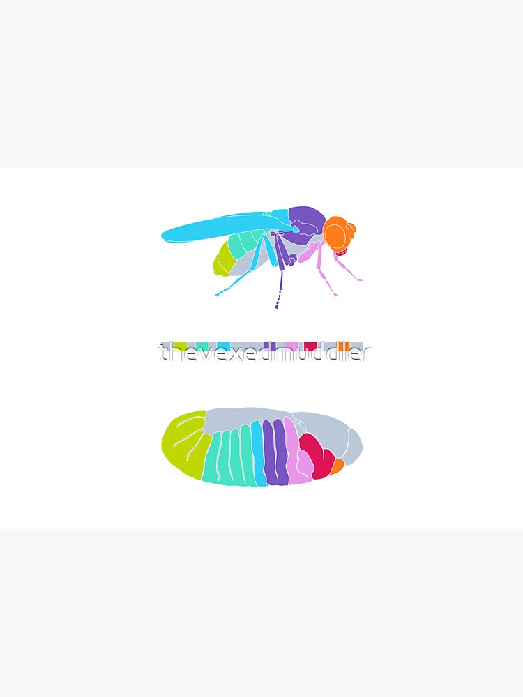 Drosophila Hox Genes by thevexedmuddler