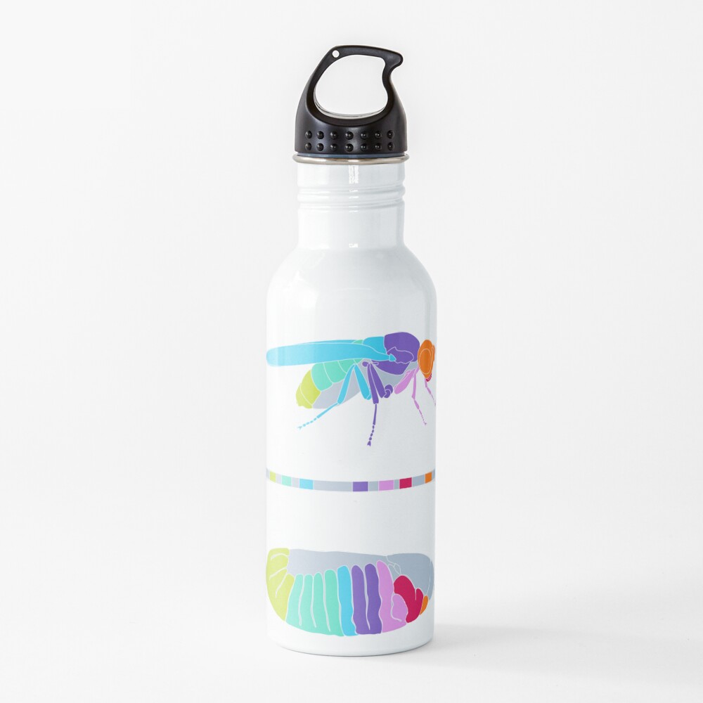 Drosophila Hox Genes Water Bottle