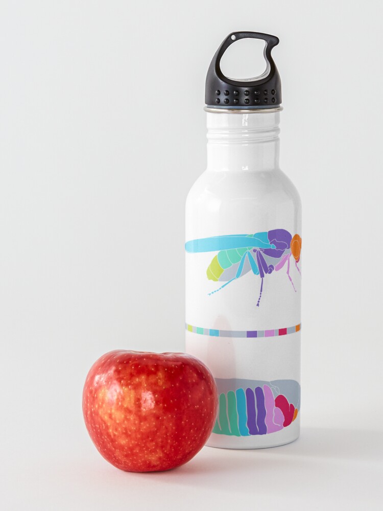 Alternate view of Drosophila Hox Genes Water Bottle