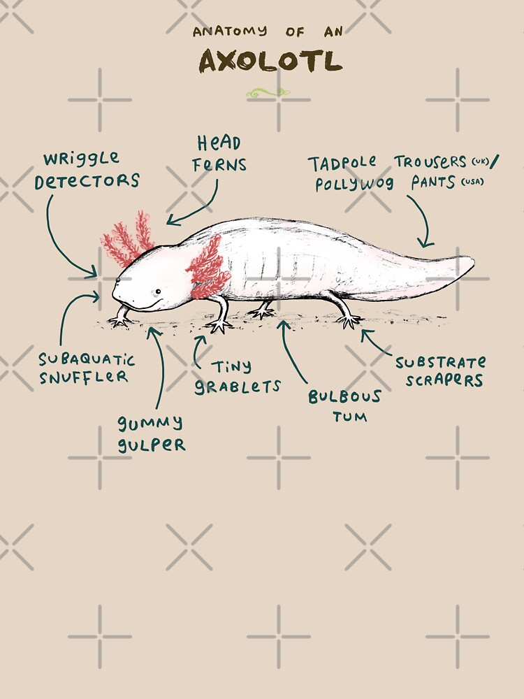  Anatomy Of An Axolotl T shirt By SophieCorrigan Redbubble
