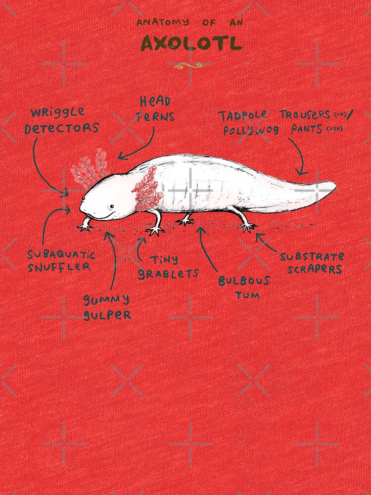 Anatomy Of An Axolotl Tri blend T Shirt By SophieCorrigan Redbubble Anatomy Of An Axolotl Tri blend T Shirt By SophieCorrigan Redbubble