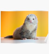 Frodo the Lion. Poster