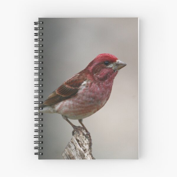 Item preview, Purple Finch designed and sold by Enola Gay Wagner.