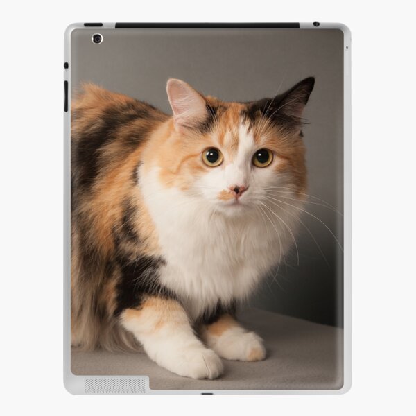 Calico Beauty iPad Skin