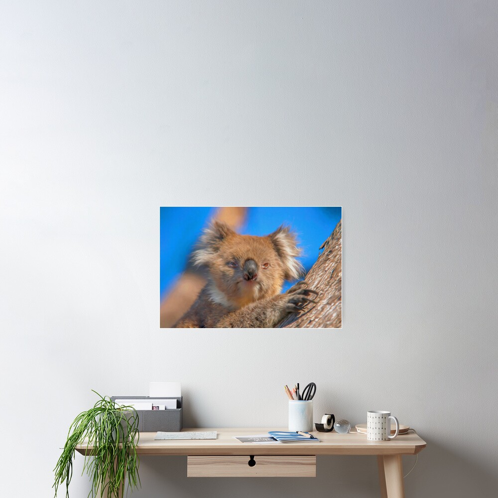 Cute Koala (digital painting) Poster