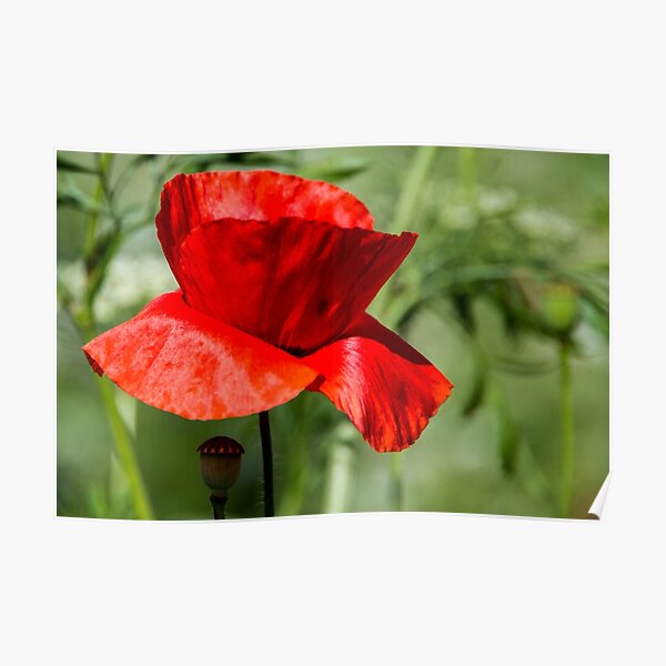 Poppy Poster