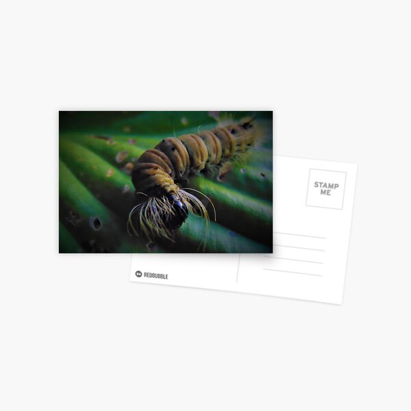 The Hungry Little Caterpillar Postcard