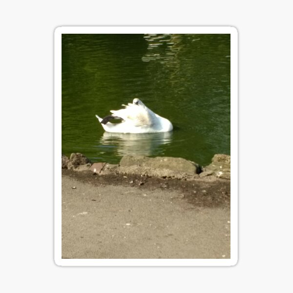 Item preview, #45 |☼| Swan - Shot 3 (Pearson Park) designed and sold by Naean H.F. (Nez Man).