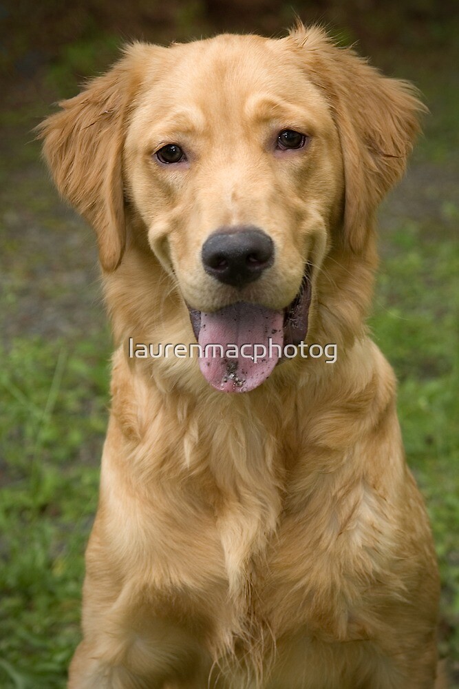 golden retriever tongue quot golden retriever puppy with dirt on tongue quot by laurenmacphotog redbubble golden retriever tongue quot golden retriever puppy with dirt on tongue quot by laurenmacphotog redbubble