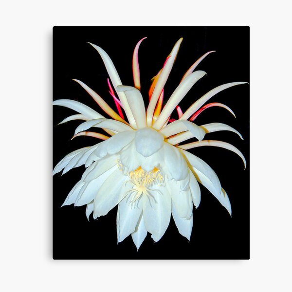 Night Blooming Cereus Canvas Print
