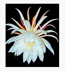 Lámina fotográfica Night Blooming Cereus