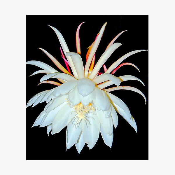 Night Blooming Cereus Photographic Print