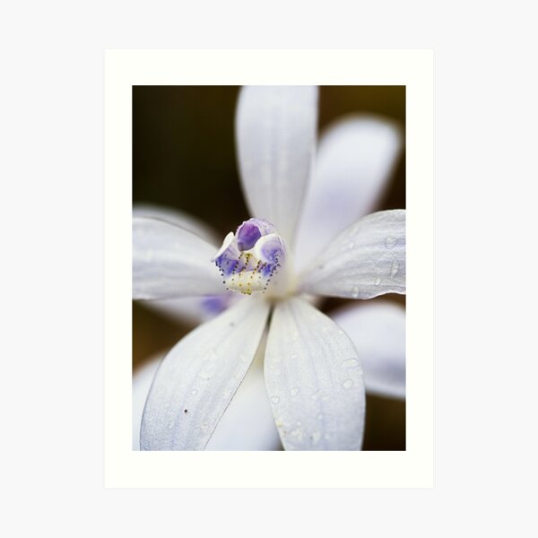 Albino Silky Blue Orchid Art Print