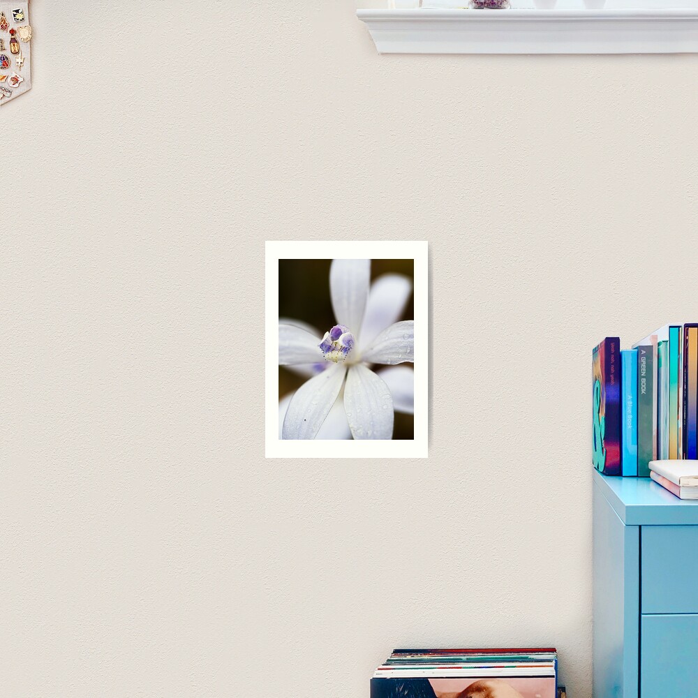 Albino Silky Blue Orchid Art Print