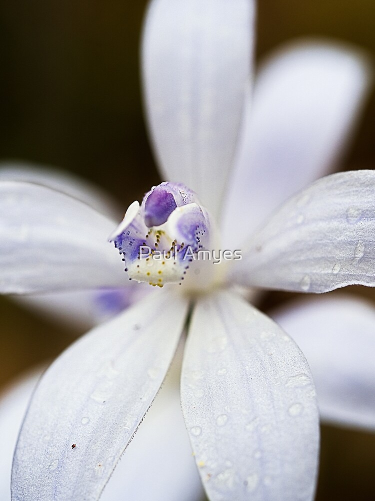 Albino Silky Blue Orchid by AmyesPhotograph