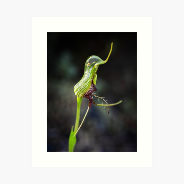 Bird Orchid Art Print