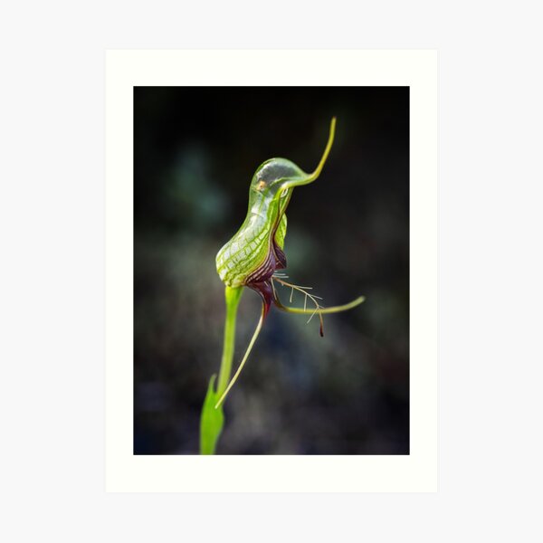 Bird Orchid Art Print