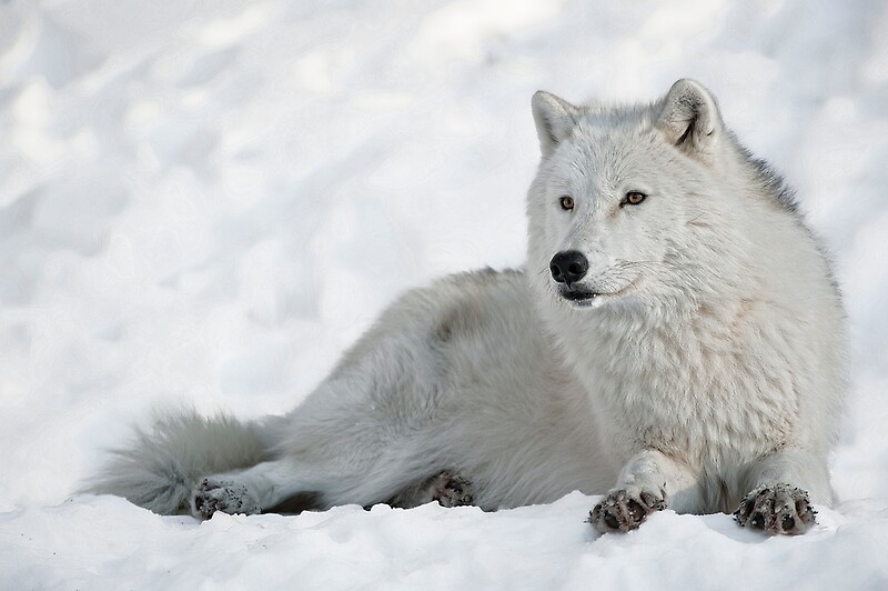 Колония полярный волк. ФГП Арктический волк. Тр Arctic Wolf. Арктический волк эрекция.