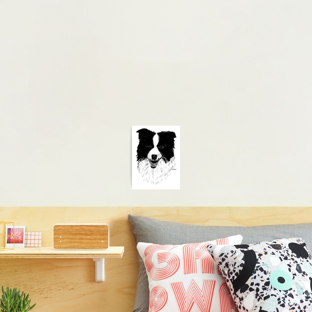 Border Collie - Wall Art Photographic Print
