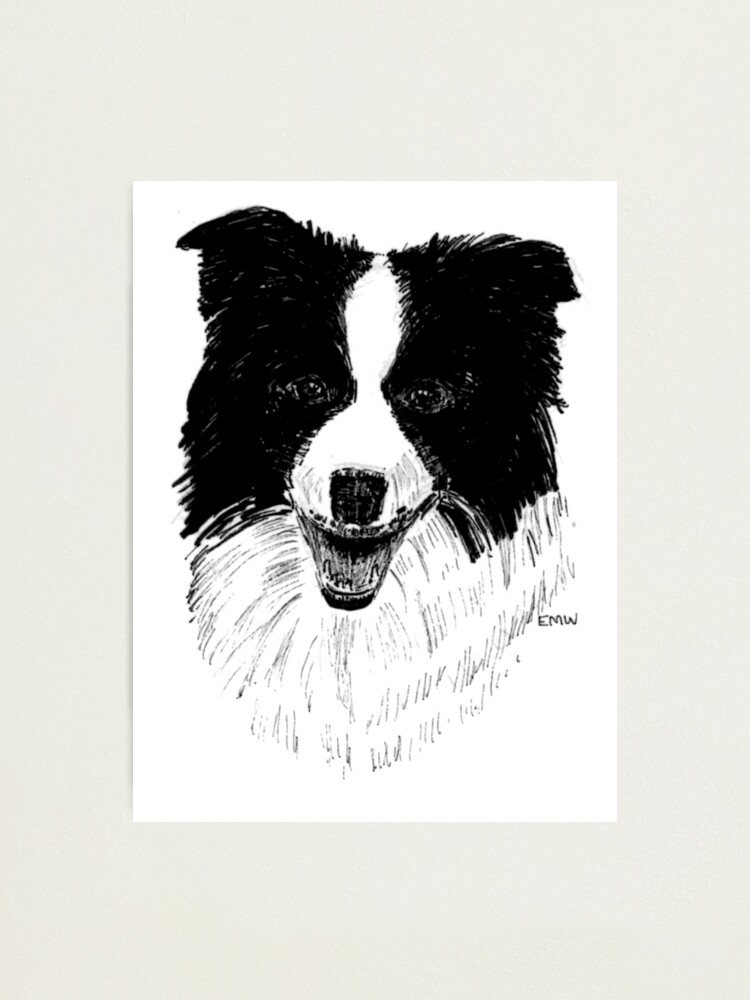 Alternate view of Border Collie - Wall Art Photographic Print
