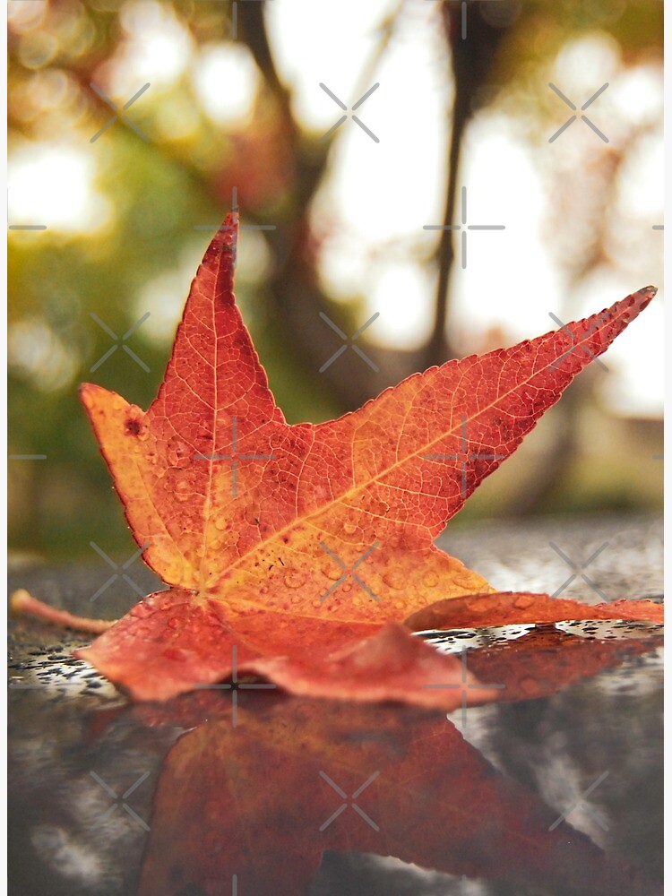 Tarjetas de felicitación «Reflexiones de otoño» de jennbawa | Redbubble Tarjetas de felicitación «Reflexiones de otoño» de jennbawa | Redbubble