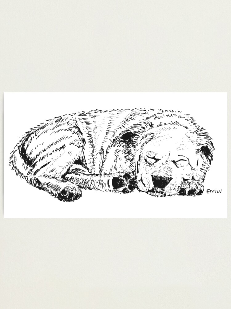 Alternate view of Let Sleeping Dogs Lie - Wall Art Photographic Print