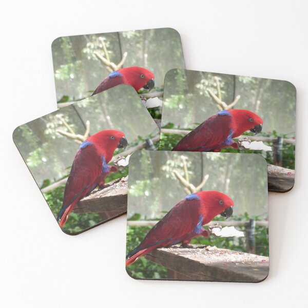 Item preview, Australian Native Female Eclectus Parrot. Kuranda Bird Park, Cairns, Australia. designed and sold by RitaBlom.