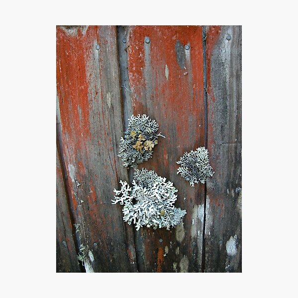 Item preview, The lichen covered walls of Waldheim, Cradle Mountain, Tasmania, Australia. designed and sold by kaysharp.