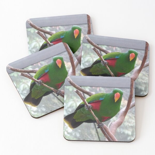 Item preview, Australian Native Male Eclectus Parrot, Kuranda Bird Park. Cairns, Nth. Queensland. designed and sold by RitaBlom.