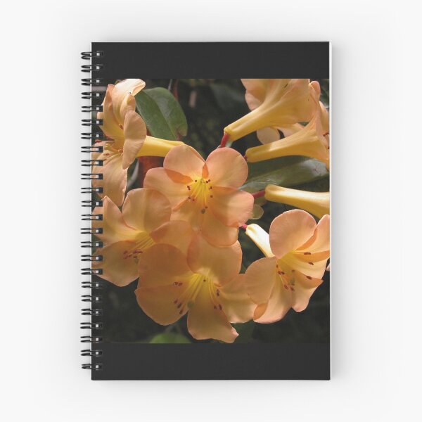 Item preview, Vireya Rhododendron, Wollongong, N.S.W. Australia. designed and sold by kaysharp.