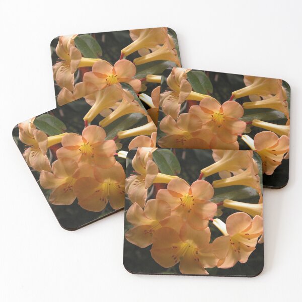 Item preview, Vireya Rhododendron, Wollongong, N.S.W. Australia. designed and sold by kaysharp.